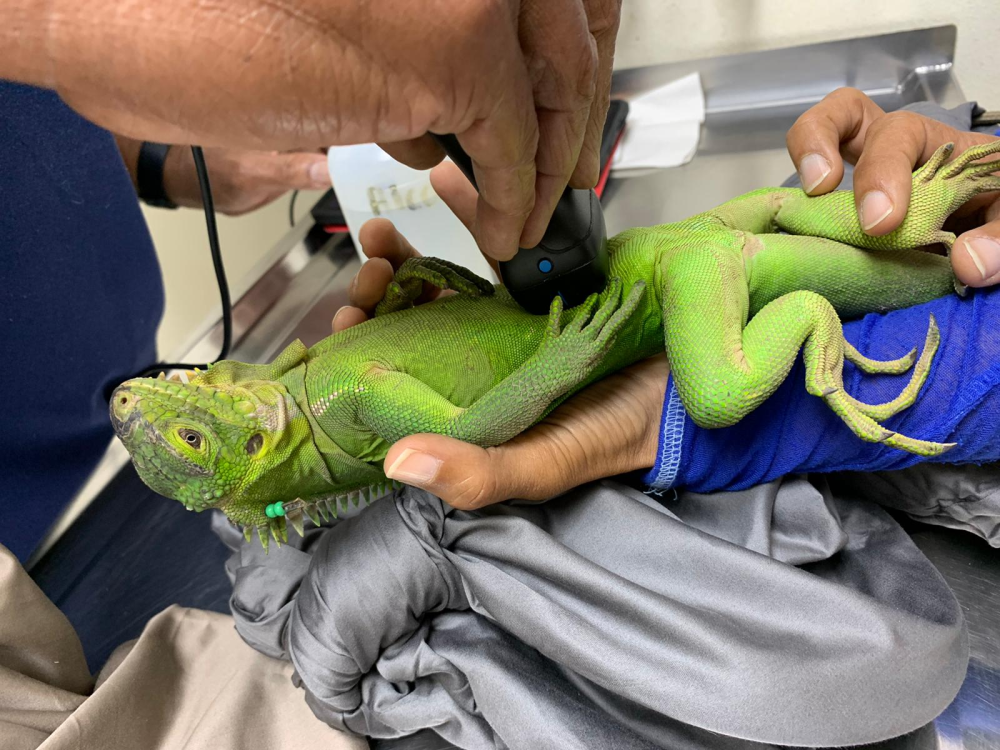 lesser antillean iguana getting a health check, there is a scanner on its belly